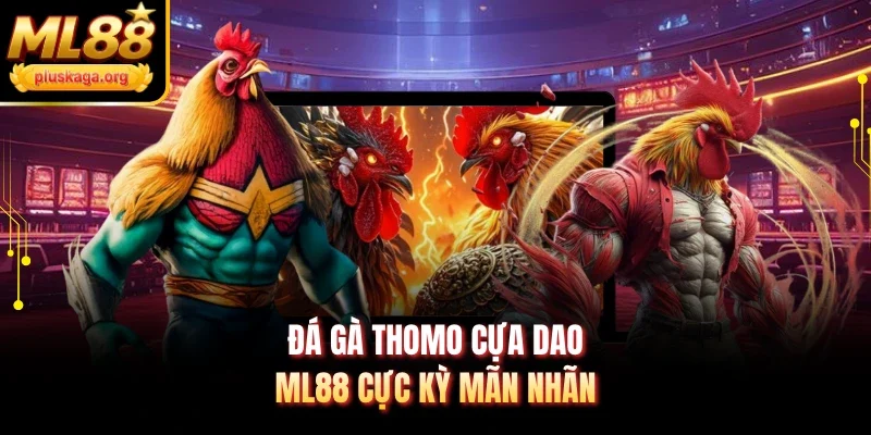 Đá gà Thomo Cựa Dao ML88 cực kỳ mãn nhãn